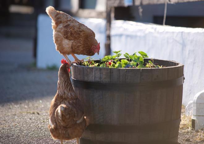 Rosefinch Sleeps 2 Persons-Private Hot Tub-Tranquil Holiday Away From It All Yet Not Far From St Austell- The Holiday Home Has One Bedroom, Living And Dining Area, Equipped Kitchen-Decking-Outdoor Furniture-Fishing Lakes-Non Pet Unit 外观 照片